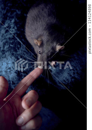 a berkshire standard rat cuddles with its owner 114124898