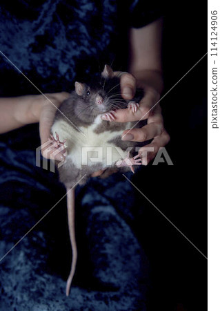 a berkshire standard rat cuddles with its owner 114124906
