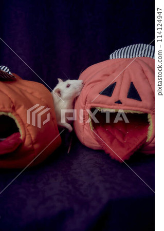 albino standard rat hides in the bed house in the shape of a pumpkin 114124947
