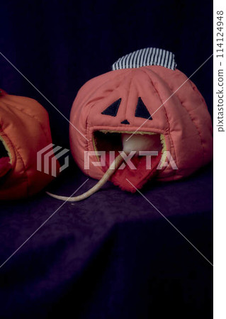 albino standard rat hides in the bed house in the shape of a pumpkin 114124948