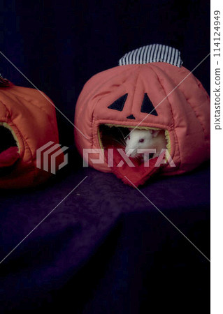 albino standard rat hides in the bed house in the shape of a pumpkin 114124949