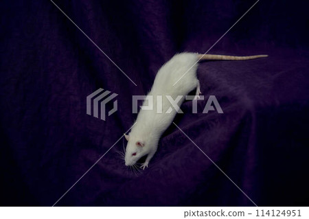 an albino standard rat cuddles with its owner 114124951