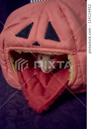 albino standard rat hides in the bed house in the shape of a pumpkin 114124952