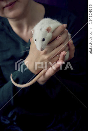 a husky dumbo rat cuddles with its owner 114124956