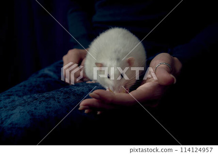 a husky dumbo rat cuddles with its owner a husky dumbo rat cuddles with its owner 114124957