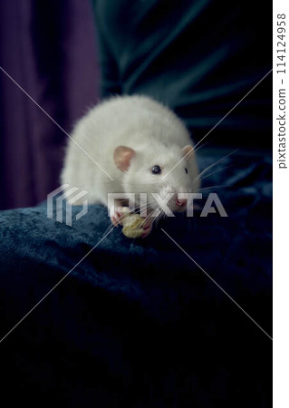 a husky dumbo rat cuddles with its owner a husky dumbo rat cuddles with its owner 114124958