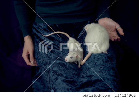 an albino standard rat and albino standard rat cuddles with theie owner an albino standard rat and albino standard rat cuddles with theie owner 114124962