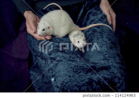 an  albino  standard rat and albino standard rat cuddles with theie owner 114124963