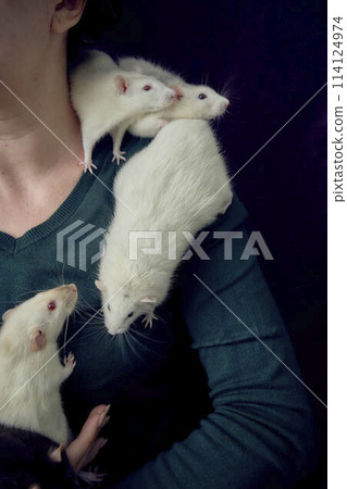 the woman holds all her five rats in her hands the woman holds all her five rats in her hands 114124974