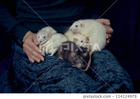 the woman holds all her five rats in her hands 114124978