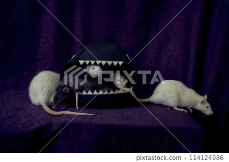inquisitive pet rats run around the bed, a house in the shape of a shark 114124986