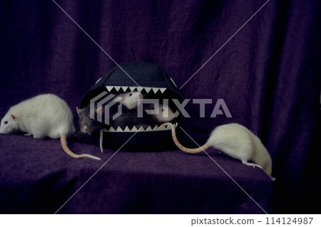 inquisitive pet rats run around the bed, a house in the shape of a shark 114124987