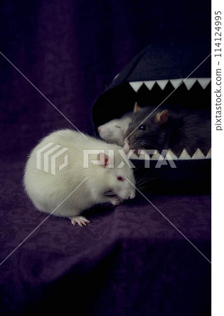 inquisitive pet rats run around the bed, a house in the shape of a shark 114124995