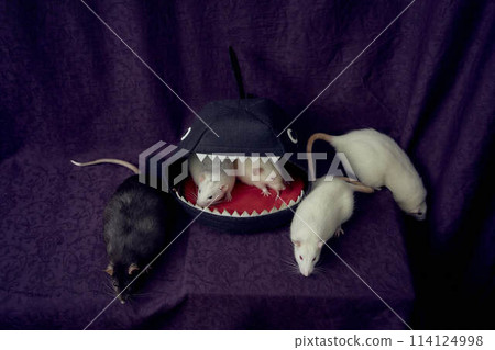 inquisitive pet rats run around the bed, a house in the shape of a shark 114124998