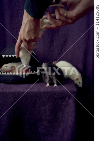 inquisitive pet rats run around the bed, a house in the shape of a shark 114125005