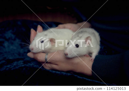 albino  standard rat and albino standard rat cuddles with theie owner 114125013