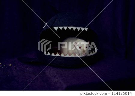 a   siamese dumbo rat   is hiding in the shark's bed house 114125014