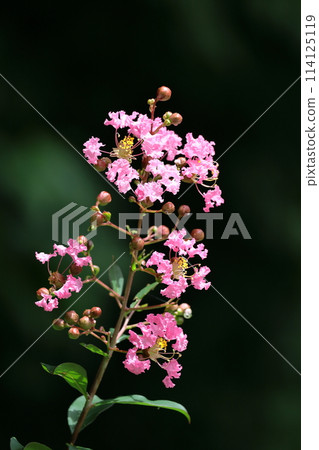 盛夏閃耀在蔚藍的天空 114125119