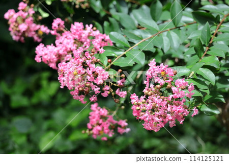 Shines in the blue sky in midsummer 114125121