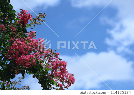 盛夏閃耀在蔚藍的天空 114125124