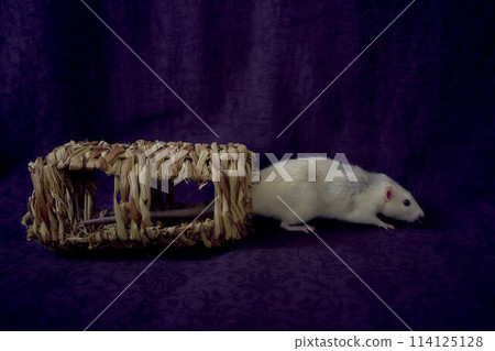 husky dumbo rat runs around a straw toy 114125128