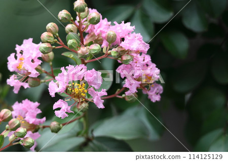 Shines in the blue sky in midsummer 114125129