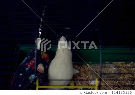 a pet rats in a cage too small for life a pet rats in a cage too small for life 114125136