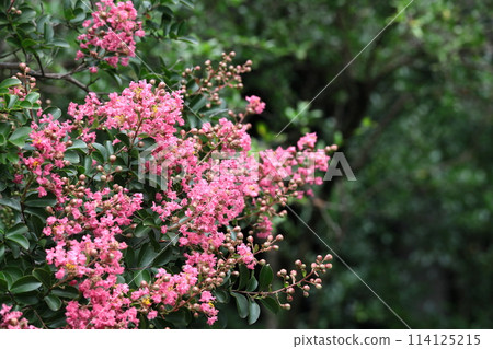 Shines in the blue sky in midsummer 114125215