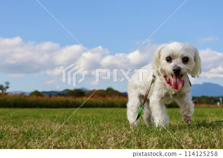 White dog playing under the blue sky 114125258
