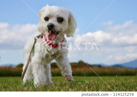 White dog playing under the blue sky 114125259