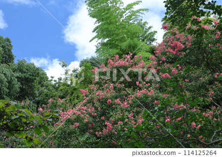 Shines in the blue sky in midsummer 114125264