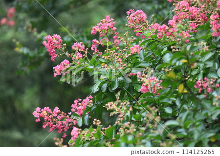 Shines in the blue sky in midsummer 114125265