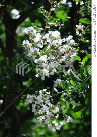 盛夏閃耀在蔚藍的天空 盛夏閃耀在蔚藍的天空 114125267