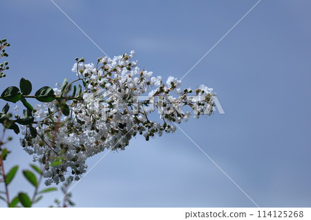 盛夏閃耀在蔚藍的天空 盛夏閃耀在蔚藍的天空 114125268