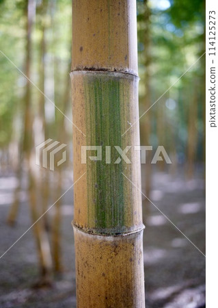 bamboo in the bamboo forest bamboo in the bamboo forest 114125273