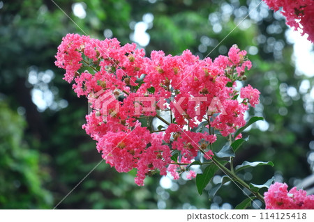 Shines in the blue sky in midsummer 114125418