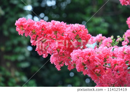 Shines in the blue sky in midsummer 114125419