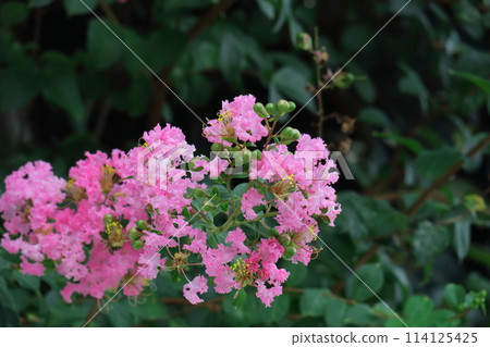 Shines in the blue sky in midsummer 114125425