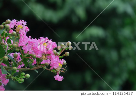 盛夏閃耀在蔚藍的天空 114125437