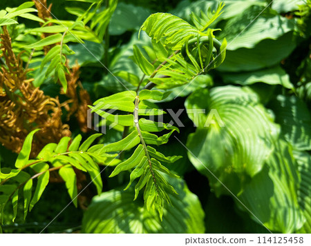 The spring stretches and spreads - Sunny days after the May showers - 114125458