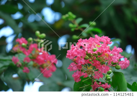 盛夏閃耀在蔚藍的天空 114125481