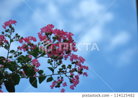 盛夏閃耀在蔚藍的天空 114125482