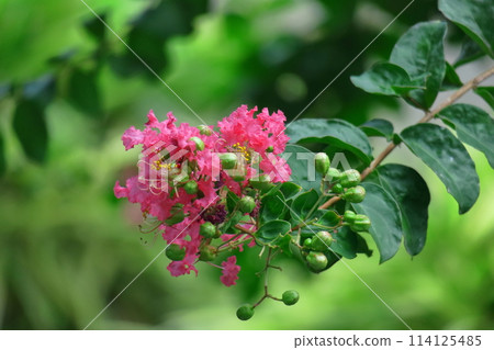 盛夏閃耀在蔚藍的天空 114125485