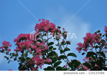 盛夏閃耀在蔚藍的天空 盛夏閃耀在蔚藍的天空 114125486