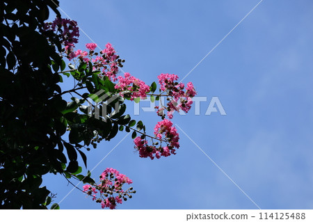 盛夏閃耀在蔚藍的天空 114125488