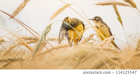 Western Yellow Wagtail. Motacilla Flava Is A Small Passerine In The Wagtail Family Motacillidae, Which Also Includes The Pipits And Longclaws. This Species Breeds In Much Of Temperate Europe And Asia Western Yellow Wagtail. Motacilla Flava Is A Small Passerine In The Wagtail Family Motacillidae, Which Also Includes The Pipits And Longclaws. This Species Breeds In Much Of Temperate Europe And Asia 114125547