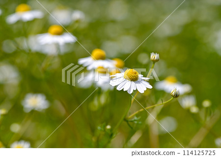 Chamomile 114125725