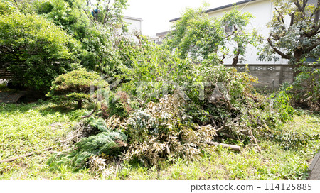Pruning the plants in the garden Pruning the plants in the garden 114125885