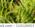fern plant 114126053