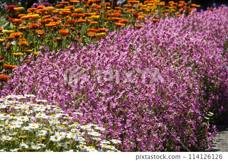 四月春天花園裡盛開的亮粉色海妖花 114126126